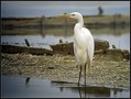 Ime datoteke=Velika_bela_caplja_Great_white_egret_03.jpg
Velikost datoteke=182KB
Dimenzija=793x600
Datum objave=17.01.2008 Velika_bela_caplja_Great_white_egret_03.jpg