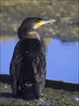 Ime datoteke=Veliki_kormoran_Cormorant_02.jpg
Velikost datoteke=193KB
Dimenzija=602x809
Datum objave=17.01.2008 Veliki_kormoran_Cormorant_02.jpg