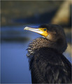 Ime datoteke=Veliki_kormoran_Cormorant_03.jpg
Velikost datoteke=208KB
Dimenzija=602x699
Datum objave=17.01.2008 Veliki_kormoran_Cormorant_03.jpg