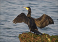 Ime datoteke=Veliki_kormoran_Cormorant_05.jpg
Velikost datoteke=260KB
Dimenzija=802x584
Datum objave=17.01.2008 Veliki_kormoran_Cormorant_05.jpg