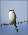 Veliki_srakoper_Great_grey_shrike_01.jpg
