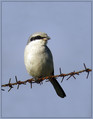 Veliki_srakoper_Great_grey_shrike_02.jpg