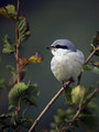 Veliki_srakoper_Great_grey_shrike_05.jpg