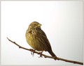 Veliki_strnad_Corn_bunting_01.jpg
