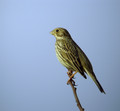 Veliki_strnad_Corn_bunting_04.jpg