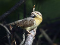 Vijeglavka_Wryneck_01.jpg
