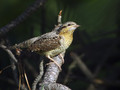 Vijeglavka_Wryneck_02.jpg