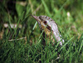 Vijeglavka_Wryneck_03.jpg