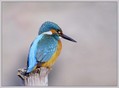 Vodomec_Kingfisher_01.jpg