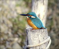 Ime datoteke=Vodomec_Kingfisher_07.jpg
Velikost datoteke=216KB
Dimenzija=802x671
Datum objave=18.01.2008 Vodomec_Kingfisher_07.jpg