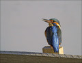 Ime datoteke=Vodomec_Kingfisher_11.jpg
Velikost datoteke=214KB
Dimenzija=802x616
Datum objave=18.01.2008 Vodomec_Kingfisher_11.jpg