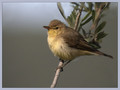 Ime datoteke=Vrbja_listnica_Chiffchaff_01.jpg
Velikost datoteke=117KB
Dimenzija=800x600
Datum objave=25.01.2008 Vrbja_listnica_Chiffchaff_01.jpg