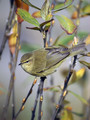Ime datoteke=Vrbja_listnica_Chiffchaff_03.jpg
Velikost datoteke=196KB
Dimenzija=600x800
Datum objave=25.01.2008 Vrbja_listnica_Chiffchaff_03.jpg