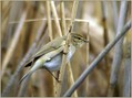 Ime datoteke=Vrbja_listnica_Chiffchaff_04.jpg
Velikost datoteke=144KB
Dimenzija=800x598
Datum objave=25.01.2008 Vrbja_listnica_Chiffchaff_04.jpg