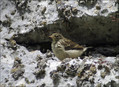 Vriskarica_Water_pipit_01.jpg