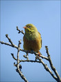 Vrtni_strnad_Ortolan_bunting_02.jpg