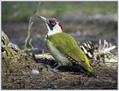 Ime datoteke=Zelena_zolna_Green_woodpecker_03.jpg
Velikost datoteke=286KB
Dimenzija=820x625
Datum objave=25.01.2008 Zelena_zolna_Green_woodpecker_03.jpg