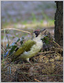 Ime datoteke=Zelena_zolna_Green_woodpecker_04.jpg
Velikost datoteke=322KB
Dimenzija=620x794
Datum objave=25.01.2008 Zelena_zolna_Green_woodpecker_04.jpg