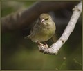 Zelenec_Greenfinch_03.jpg