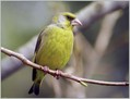 Zelenec_Greenfinch_09.jpg