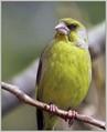 Zelenec_Greenfinch_10.jpg