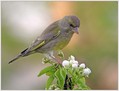 Zelenec_Greenfinch_11.jpg