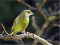 Zelenec_Greenfinch_12.jpg
