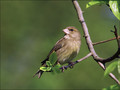 Zelenec_Greenfinch_14.jpg