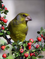 Zelenec_Greenfinch_15.jpg
