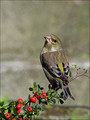 Zelenec_Greenfinch_16.jpg