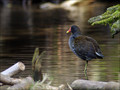 Ime datoteke=Zelenonoga_tukalica_Moorhen_01.jpg
Velikost datoteke=188KB
Dimenzija=802x602
Datum objave=25.01.2008 Zelenonoga_tukalica_Moorhen_01.jpg