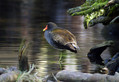 Ime datoteke=Zelenonoga_tukalica_Moorhen_05.jpg
Velikost datoteke=159KB
Dimenzija=800x553
Datum objave=25.01.2008 Zelenonoga_tukalica_Moorhen_05.jpg