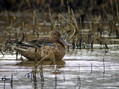 Ime datoteke=Zlicarica_Pintail_01.jpg
Velikost datoteke=215KB
Dimenzija=800x598
Datum objave=25.01.2008 Zlicarica_Pintail_01.jpg