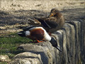 Ime datoteke=Zlicarica_Pintail_02.jpg
Velikost datoteke=338KB
Dimenzija=802x603
Datum objave=25.01.2008 Zlicarica_Pintail_02.jpg