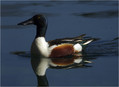 Ime datoteke=Zlicarica_Pintail_03.jpg
Velikost datoteke=180KB
Dimenzija=802x584
Datum objave=25.01.2008 Zlicarica_Pintail_03.jpg
