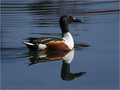 Ime datoteke=Zlicarica_Pintail_04.jpg
Velikost datoteke=230KB
Dimenzija=802x602
Datum objave=25.01.2008 Zlicarica_Pintail_04.jpg