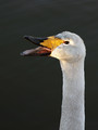 Labod_pevec_Whooper_swan_Cygnus_olor_04.jpg