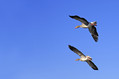 Ime datoteke=Siva_gos_Greylang_goose_08.jpg
Velikost datoteke=172KB
Dimenzija=800x533
Datum objave=26.01.2008 Siva_gos_Greylang_goose_08.jpg