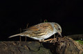 Ime datoteke=Siva_pevka_Dunnock_06.jpg
Velikost datoteke=168KB
Dimenzija=850x553
Datum objave=26.01.2008 Siva_pevka_Dunnock_06.jpg