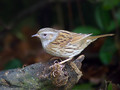 Siva_pevka_Dunnock_08.jpg