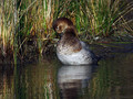 Ime datoteke=Sivka_Pochard_05.jpg
Velikost datoteke=175KB
Dimenzija=800x600
Datum objave=26.01.2008 Sivka_Pochard_05.jpg