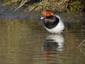 Ime datoteke=Sivka_Pochard_06.jpg
Velikost datoteke=156KB
Dimenzija=800x600
Datum objave=26.01.2008 Sivka_Pochard_06.jpg