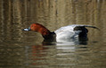 Ime datoteke=Sivka_Pochard_08.jpg
Velikost datoteke=197KB
Dimenzija=850x550
Datum objave=26.01.2008 Sivka_Pochard_08.jpg