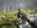 Ime datoteke=Belka_Ptarmigan_07.jpg
Velikost datoteke=179KB
Dimenzija=800x600
Datum objave=30.01.2008 Belka_Ptarmigan_07.jpg
