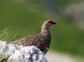 Ime datoteke=Belka_Ptarmigan_09.jpg
Velikost datoteke=189KB
Dimenzija=800x588
Datum objave=30.01.2008 Belka_Ptarmigan_09.jpg