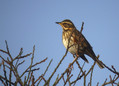 Vinski_drozg_Redwing_Turdus_iliacus_01.jpg