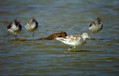 Zelenonogi_martinec_Greenshank_Tringa_nebularia_01.jpg