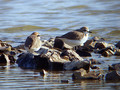 Ime datoteke=Beloceli_dezevnik_Kentish_plover_Charadrius_alexandrius_02.jpg
Velikost datoteke=158KB
Dimenzija=800x600
Datum objave=07.02.2008 Beloceli_dezevnik_Kentish_plover_Charadrius_alexandrius_02.jpg