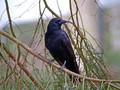 Ime datoteke=Krokar_Raven_Corvus_corax_01.jpg
Velikost datoteke=183KB
Dimenzija=800x600
Datum objave=07.02.2008 Krokar_Raven_Corvus_corax_01.jpg