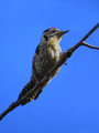 Ime datoteke=Mali_detel_Lesser_spotted_woodpecker_01_.jpg
Velikost datoteke=203KB
Dimenzija=600x800
Datum objave=07.02.2008 Mali_detel_Lesser_spotted_woodpecker_01_.jpg
